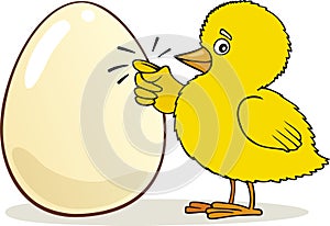 Easter Chick knocking on egg