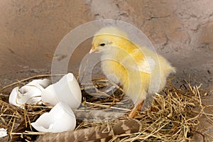 Easter chick on nest