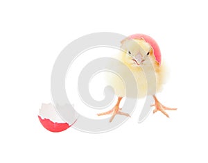 Easter Chick Pink