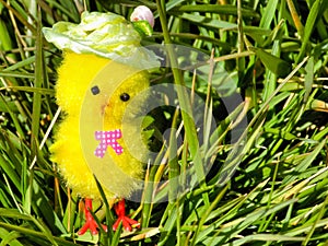 Easter chick sitting on the grass - green, grassy background