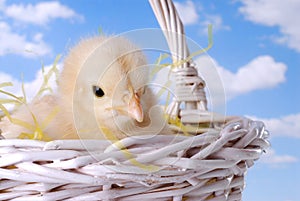 Easter Chicken In Basket