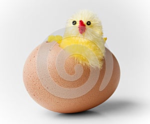Easter chicken hatching out of egg