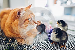 Easter chicken playing with kind cat. Little brave chicks walking by ginger cat among flowers and Easter eggs