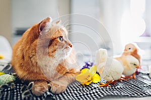 Easter chicken playing with kind cat. Little brave chicks walking by ginger cat among flowers and Easter eggs