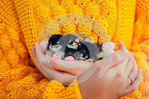 Easter chicken. Woman holding three black chicks in hand surrounded with Easter eggs.