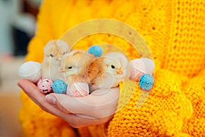 Easter chicken. Woman holding three orange chicks in hand surrounded with Easter eggs.