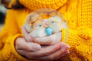 Easter chicken. Woman holding three orange chicks in hand surrounded with Easter eggs.