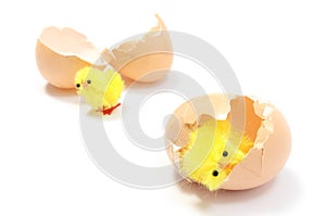 Easter chickens with broken eggshell, chicken or the egg