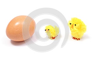 Easter chickens with fresh egg on white background