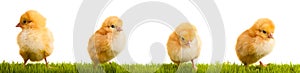 Easter chickens on green grass isolated