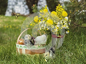 Easter chicks with basket of eggs on a lawn