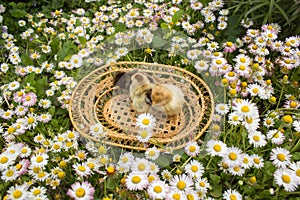 Easter chicks in a basket