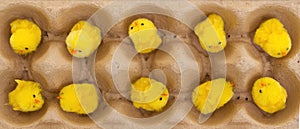 Easter chicks in an eggbox photo