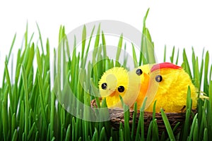 Easter chicks in grass