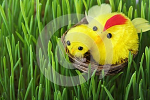 Easter chicks in green grass