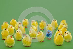 Easter chicks the odd one out photo