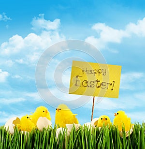 Easter chicks with sign against sky background