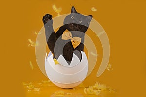Easter chocolate cat hatched from egg on yellow backgro