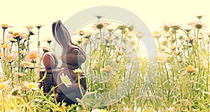 Easter chocolate rabbit in a field of daisies, easter background