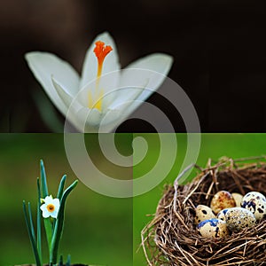 Easter collage with quails eggs and spring flowers