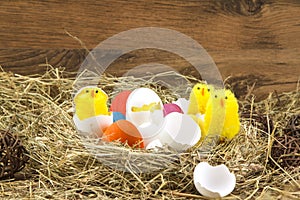 Easter colored eggs in the hay. Little newborn chick