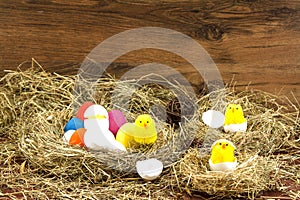 Easter colored eggs in the hay. Little newborn chick