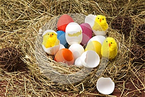 Easter colored eggs in the hay. Little newborn chick