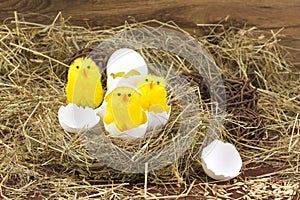 Easter colored eggs in the hay. Little newborn chick