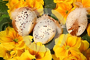 Easter colored eggs and yellow flowers