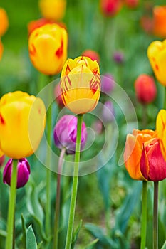 Easter colors at spring tulip garden