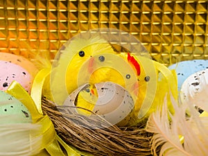 Easter composition, colorful eggs, chicken in nest, color feather