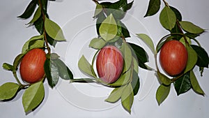 Easter composition, eggs and green twigs