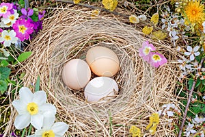 Easter composition of eggs in a nest of straw, twigs of flowering willow and primrose flowers