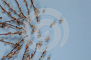 Several branches of a willow with buds lie on a blue background. Easter composition. a postcard.