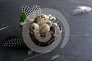 Easter concept - Decorative willow nest with quail eggs, feather on dark rusty background. Copyspace