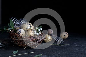 Easter concept - Decorative willow nest with quail eggs, feather on dark rusty background. Copyspace