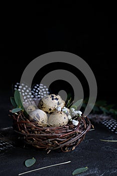 Easter concept - Decorative willow nest with quail eggs, feather on dark rusty background. Copyspace