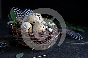 Easter concept - Decorative willow nest with quail eggs, feather on dark rusty background. Copyspace