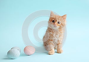 Easter concept. Kitten on a blue background with Easter eggs
