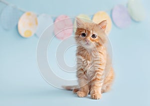 Easter concept. Kitten on blue background with Easter eggs