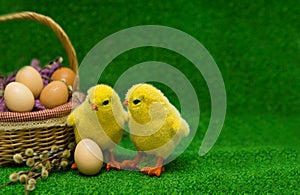 Easter concept. two yellow artificial chickens stand near a wicker basket with chicken eggs and willow. copyspace