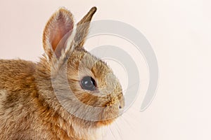 Easter cute brown fluffy rabbit close-up on a pastel pink background. Concept for spring holiday of