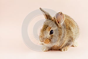 Easter cute brown fluffy rabbit close-up on a pastel pink background. Concept for the spring holiday