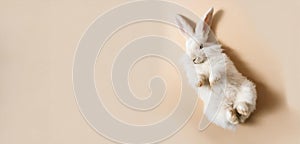 Easter cute bunny lying on his back with his paws raised, on a beige background. There is a place for text. banner or card for