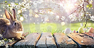 Easter - Cute Bunny On Table With Cherry Flowers