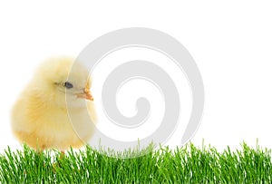 Easter cute chick