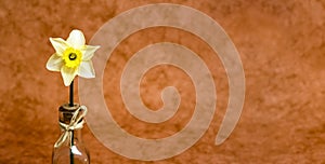 Easter daffodil flower