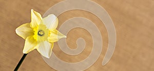 Easter daffodil flower in spring, web banner