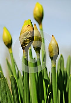 Pascua de resurrección narcisos Empezar sobre el a florecer en la primavera 