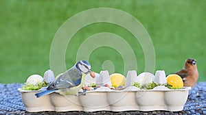 Easter decorated egg carton serving as diy bird feeder